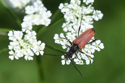 <i>Anastrangalia dubia</i>