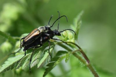 <i>Anastrangalia dubia</i>