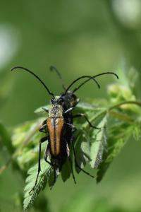 <i>Anastrangalia dubia</i>