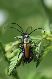 <i>Anastrangalia dubia</i>