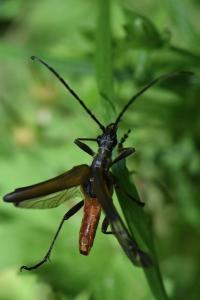 <i>Stenocorus meridianus</i>