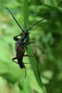 <i>Stenocorus meridianus</i>