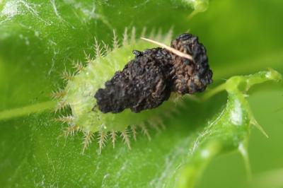 <i>Cassida</i>
