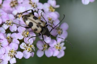 <i>Pachytodes cerambyciformis</i>