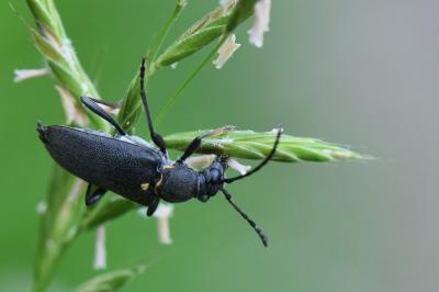 <i>Stictoleptura scutellata</i>