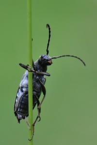 <i>Stictoleptura scutellata</i>