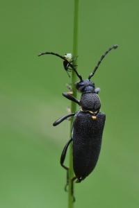 <i>Stictoleptura scutellata</i>