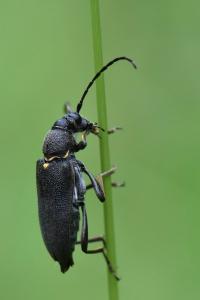 <i>Stictoleptura scutellata</i>