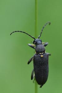 <i>Stictoleptura scutellata</i>