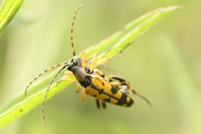 <i>Rutpela maculata</i>