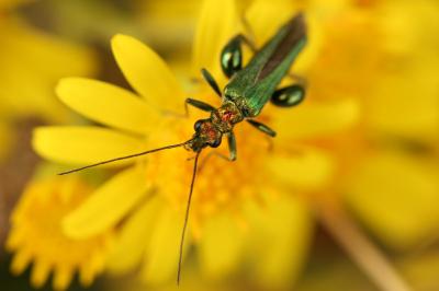 <i>Oedemera nobilis</i>