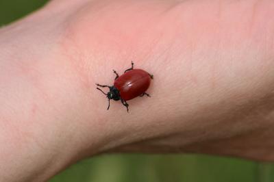 <i>Chrysomela populi</i>