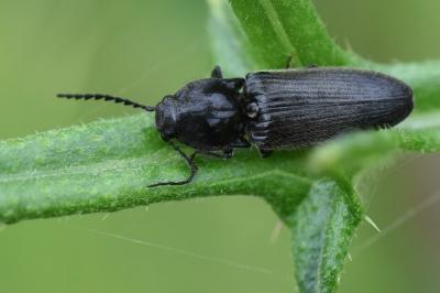 <i>Hemicrepidius</i>