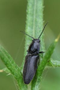 <i>Hemicrepidius</i>