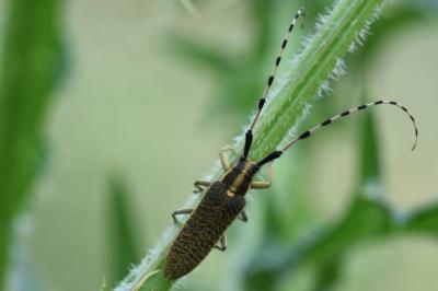 <i>Agapanthia dahli</i>