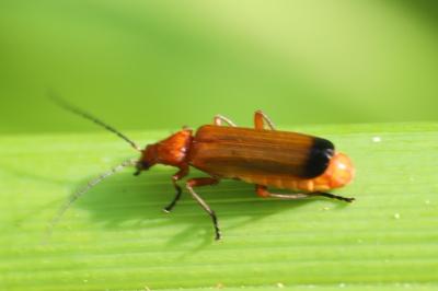 <i>Rhagonycha fulva</i>
