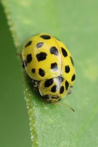 <i>Psyllobora vigintiduopunctata</i>
