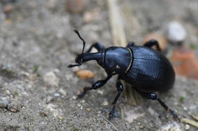 <i>Liparus coronatus</i>