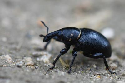 <i>Liparus coronatus</i>