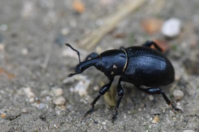 <i>Liparus coronatus</i>