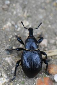 <i>Liparus coronatus</i>