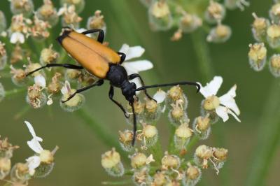 <i>Stictoleptura fulva</i>
