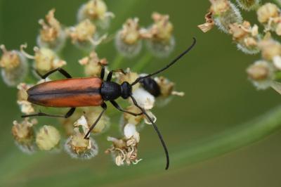 <i>Stenurella melanura</i>