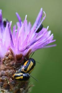 <i>Cryptocephalus vittatus</i>