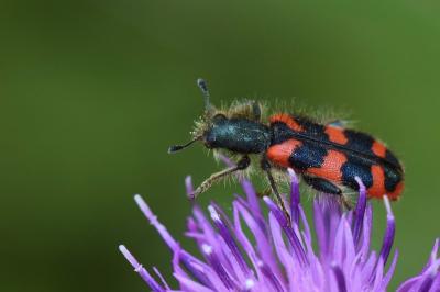 <i>Trichodes alvearius</i>