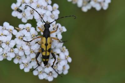 <i>Rutpela maculata</i>
