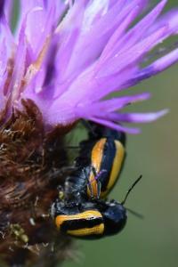 <i>Cryptocephalus vittatus</i>