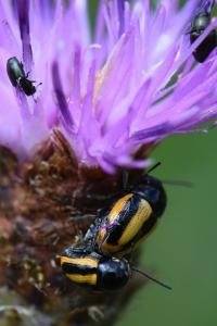 <i>Cryptocephalus vittatus</i>