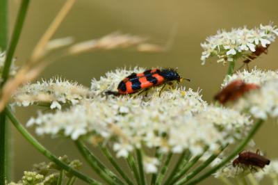 <i>Trichodes alvearius</i>