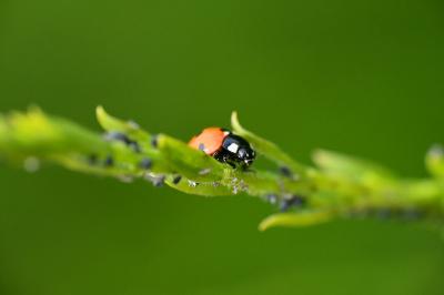 <i>Coccinella septempunctata</i>