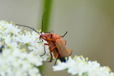 <i>Rhagonycha fulva</i>