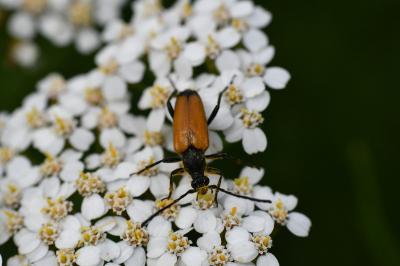 <i>Stictoleptura fulva</i>