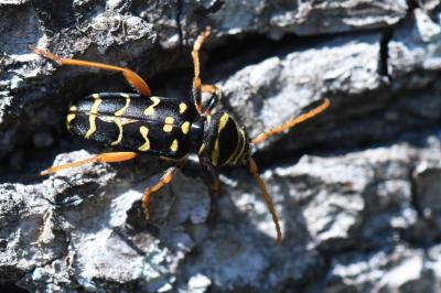 <i>Plagionotus arcuatus</i>
