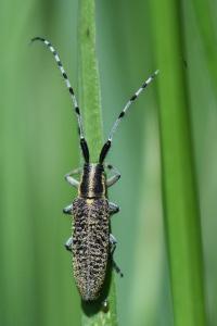 <i>Agapanthia villosoviridescens</i>