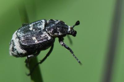 <i>Valgus hemipterus</i>