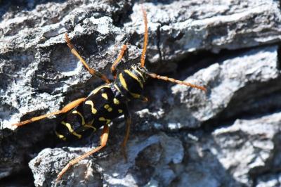 <i>Plagionotus arcuatus</i>