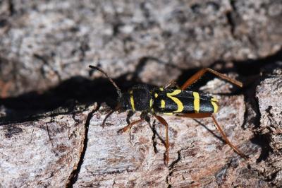 <i>Clytus arietis</i>