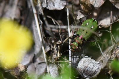 <i>Cicindela campestris</i>