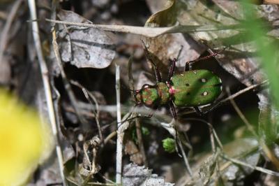 <i>Cicindela campestris</i>