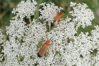 <i>Rhagonycha fulva</i>