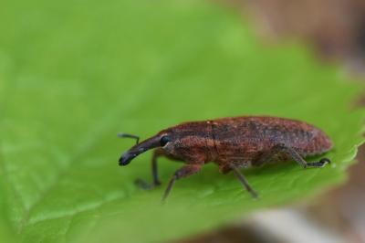 <i>Lixus punctiventris</i>