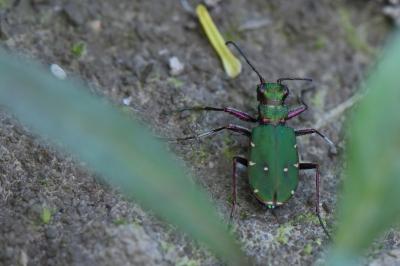 <i>Cicindela campestris</i>