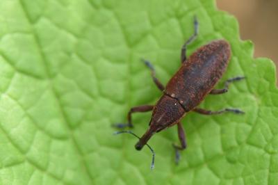 <i>Lixus punctiventris</i>