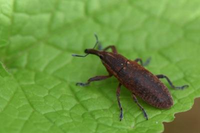 <i>Lixus punctiventris</i>