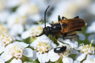 <i>Pseudovadonia livida</i>