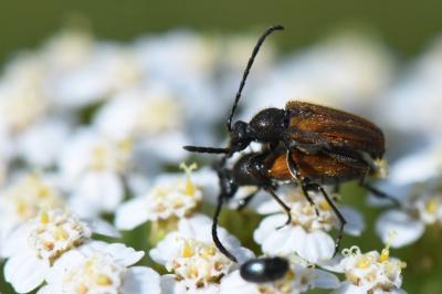 <i>Pseudovadonia livida</i>